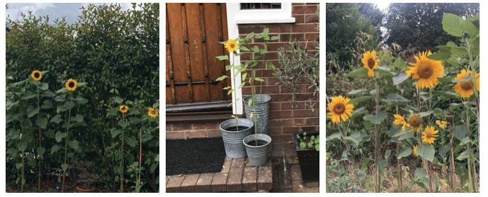 Sunflowers for pollination