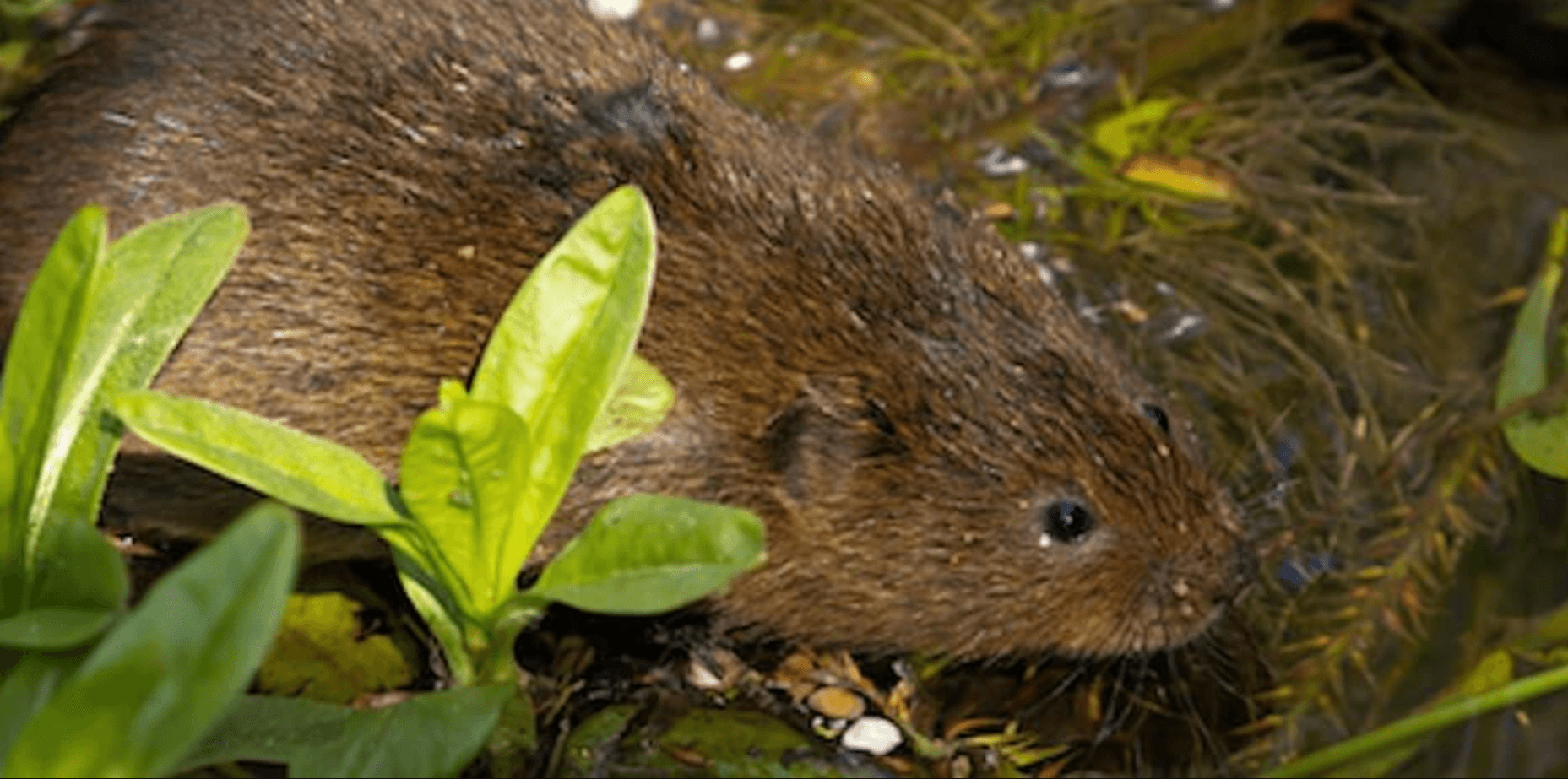 Celebrating Hertfordshire’s chalk streams – and how you can get involved